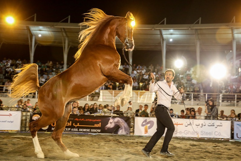 جلوه گری اسب های زیبا و اصیل دره شوری در جشنواره